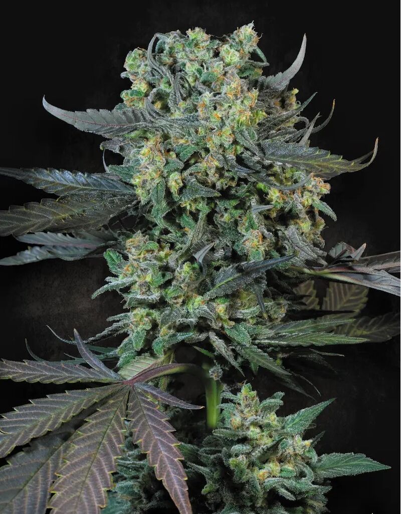 Momo, Фасовка: 3